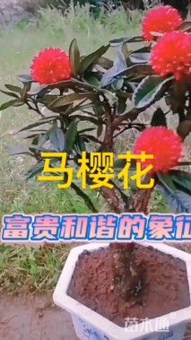 5公分樱花