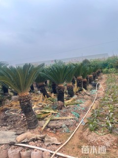 裸干高40厘米苏铁