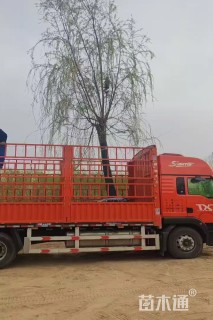 25公分西湖垂柳