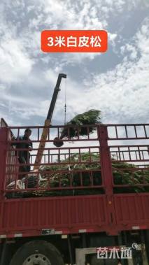 10公分西藏白皮松