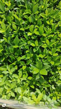高度10厘米栀子花