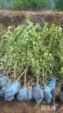 高度200厘米北海道黄杨