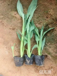 高度30厘米水生美人蕉