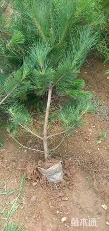 高度50厘米油松小苗