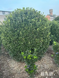 冠幅80厘米大叶黄杨球