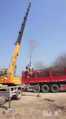 10公分美国红枫