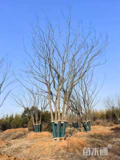 80公分丛生朴树