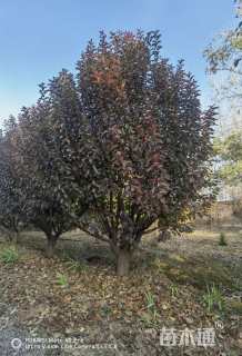 28公分绚丽海棠