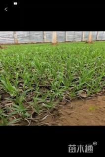 高度10厘米大花萱草