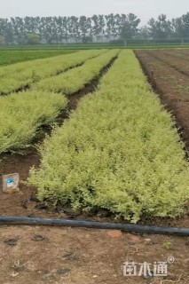 高度30厘米百日草