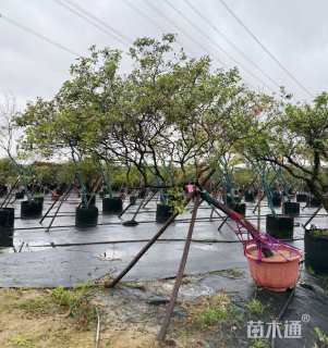 高度180厘米海岛春花