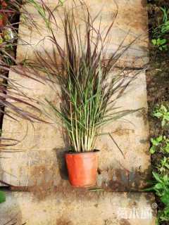 高度20厘米紫叶狼尾草