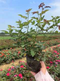 高度40厘米丰花月季小苗