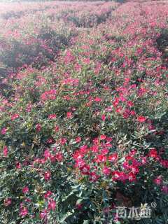 高度34厘米丰花月季