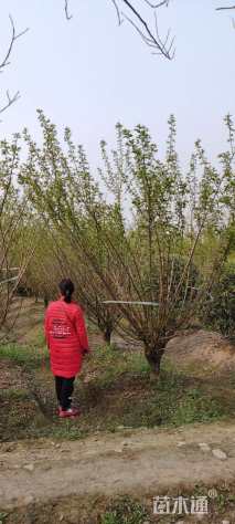 12公分骨里红梅