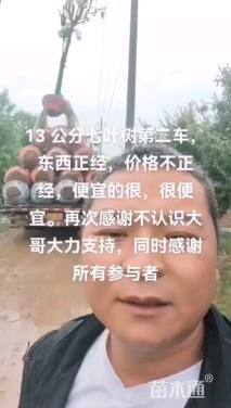 18公分七叶树