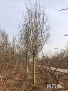 10公分秋紫白蜡