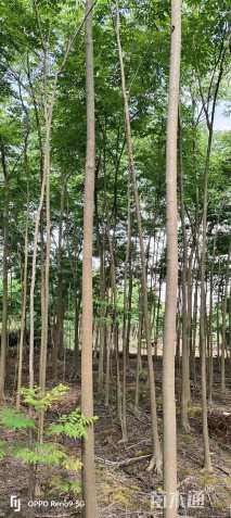 5公分黄山栾树
