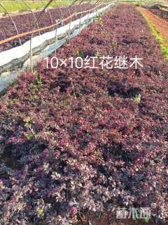 高度25厘米红花继木