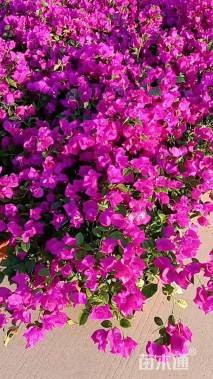 5公分造型三角梅