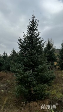 高度500厘米青海云杉