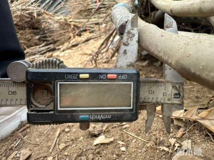 高度120厘米板栗小苗