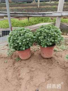高度20厘米球菊