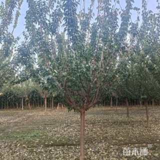 8公分梅花