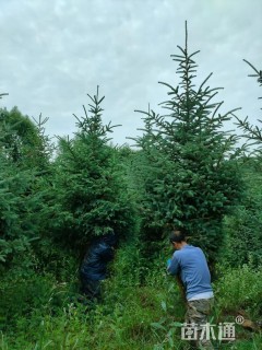 高度400厘米青海云杉