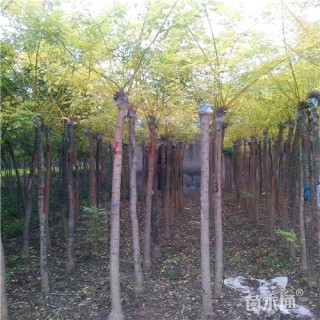 6公分金枝槐