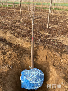 10公分美国红枫-秋火焰