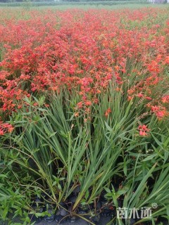高度30厘米火星花