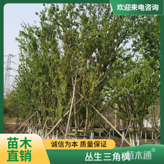 高度900厘米丛生三角枫