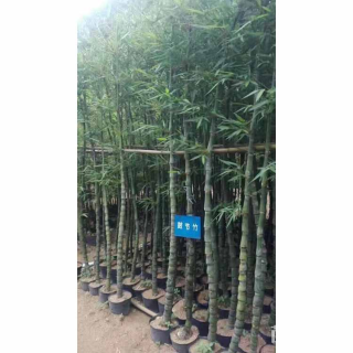 容器苗佛肚竹