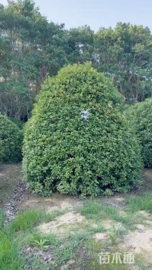 冠幅300厘米红叶石楠球