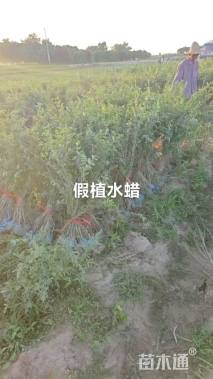 高度70厘米水蜡