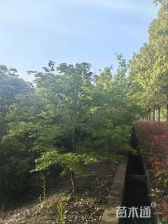 20公分鸡爪槭
