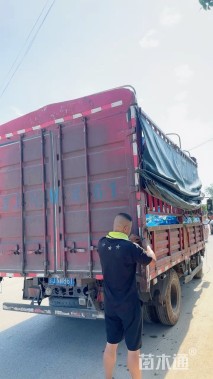 高度60厘米鸢尾