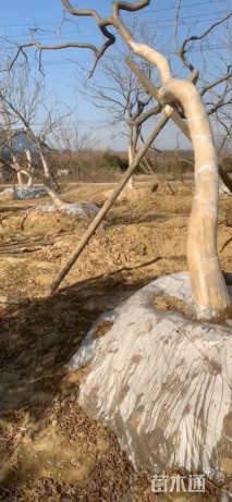 20公分造型乌桕
