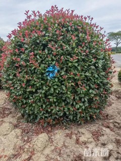 冠幅350厘米红叶石楠球