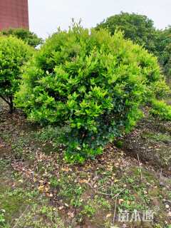 冠幅180厘米金森女贞球