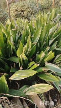 高度30厘米花叶一叶兰