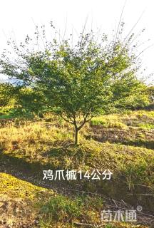 15公分鸡爪槭