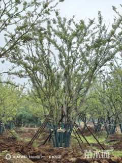100公分丛生朴树