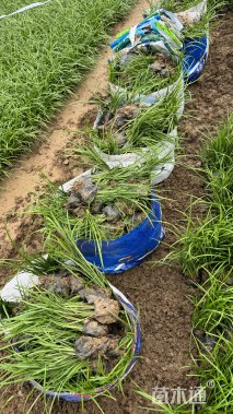 高度14厘米麦冬