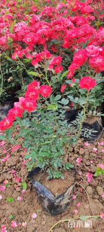 高度50厘米丰花月季