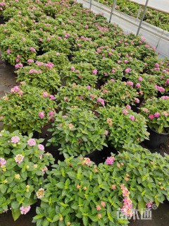 高度30厘米福禄考