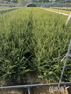 高度50厘米龟甲冬青