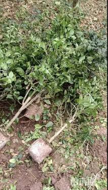 高度70厘米紫花三角梅