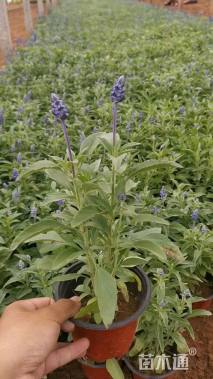 高度30厘米一串蓝